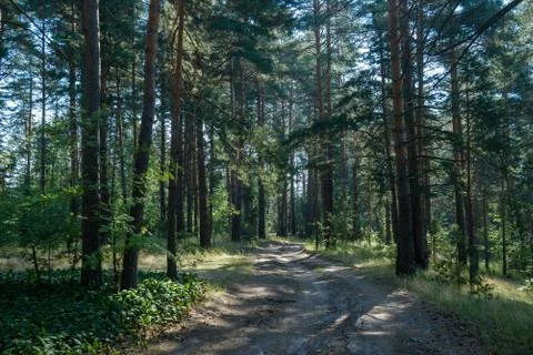 Trees in a summer forest Foto stock