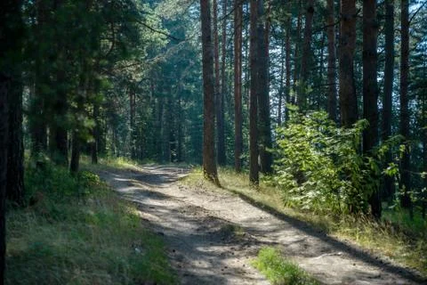 Trees in a summer forest Stock Photos
