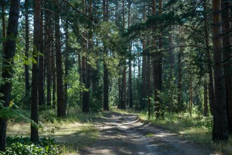 Trees in a summer forest Stock Photos