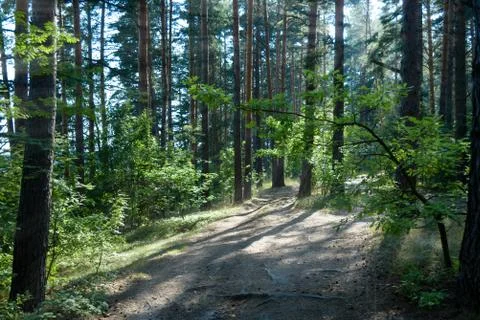 Trees in a summer forest 写真素材