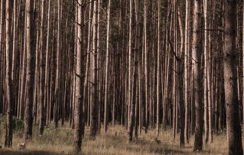 Trees in a summer forest Stock Photos