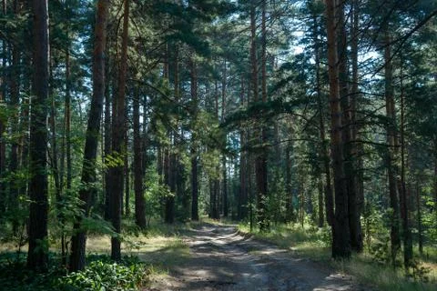 Trees in a summer forest Stock Photos