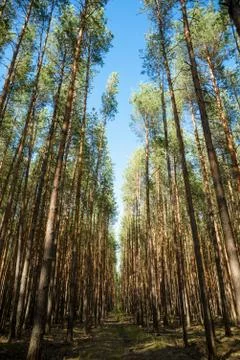 Trees in a summer forest Stock Photos
