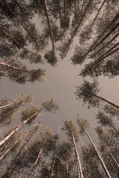 Trees in a summer forest Stock Photos