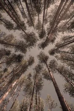 Trees in a summer forest Stock Photos