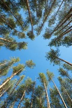 Trees in a summer forest 库存照片
