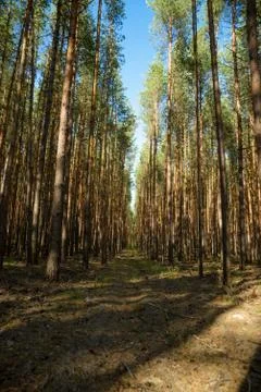 Trees in a summer forest Stock Photos