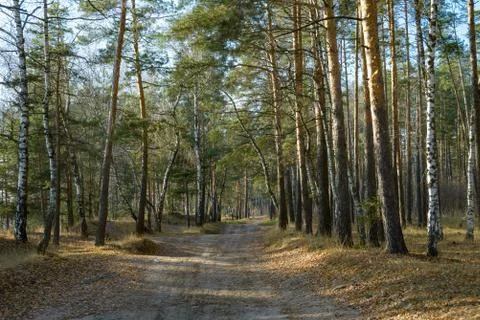 Trees in a summer forest Foto stock