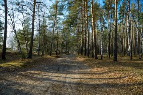 Trees in a summer forest Stock Photos