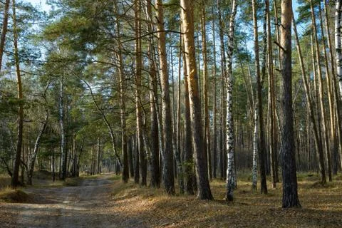 Trees in a summer forest Stock Photos