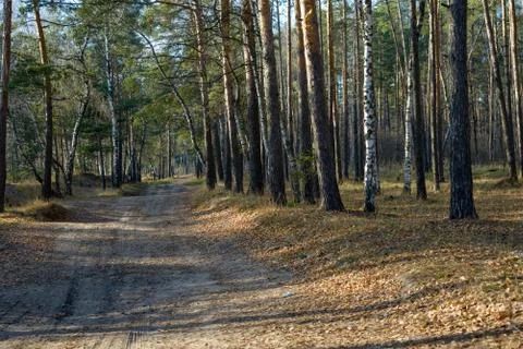 Trees in a summer forest Stock Photos