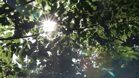 Trees in a summer park Stock Footage 78516847