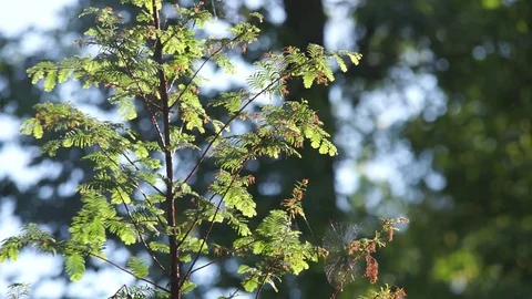 Trees in a summer park Stock Footage 78516853