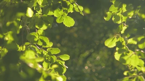 Trees in summer park 스톡 동영상 128429283