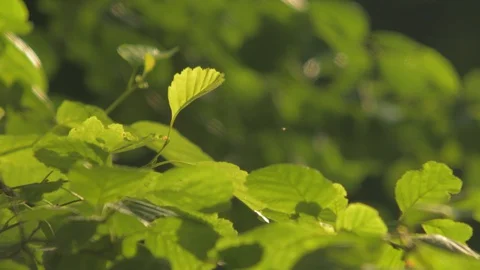 Trees in summer park 스톡 동영상 128429284