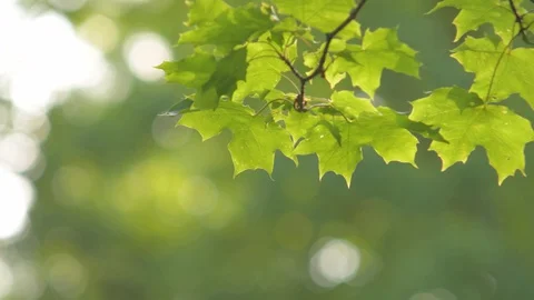 Trees in summer park Stock Footage 128429347