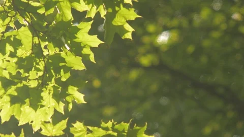 Trees in summer park Stock Footage 128683824
