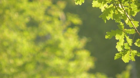 Trees in summer park Stock Footage 129270755