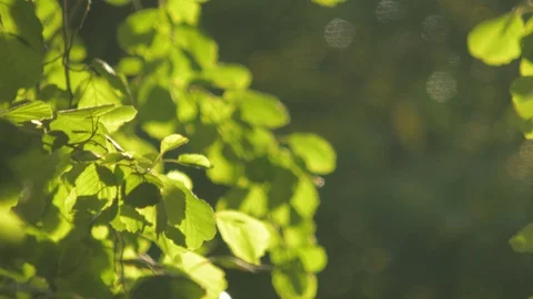 Trees in summer park Stock Footage 129270849