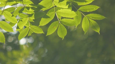 Trees in summer park Stock Footage 129270873