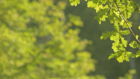 Trees in summer park Stock Footage 129538204