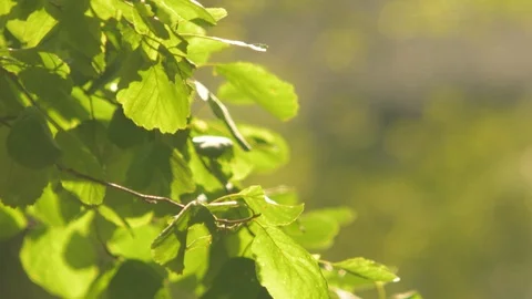 Trees in summer park Stock Footage 129538274