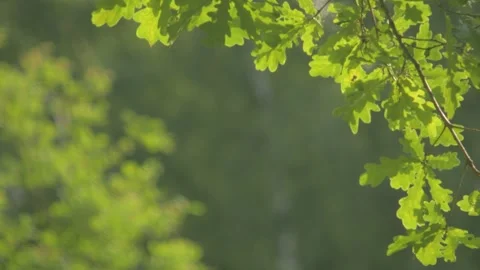 Trees in summer park Stock Footage 130206826