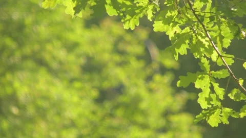 Trees in summer park Stock Footage 134574274