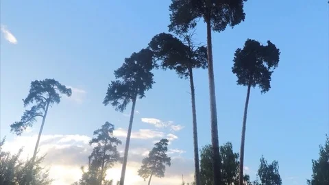 Trees in summer park timelapse 스톡 동영상 79810047