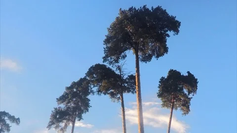 Trees In A Summer Park Timelapse Stockbeeldmateriaal 79813859