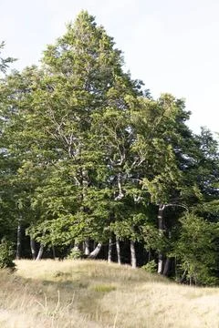 Trees in summer Stock Photos