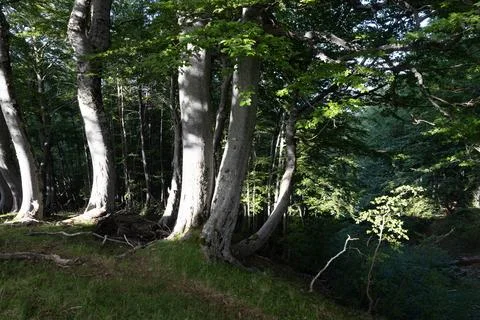 Trees in summer Stock Photos