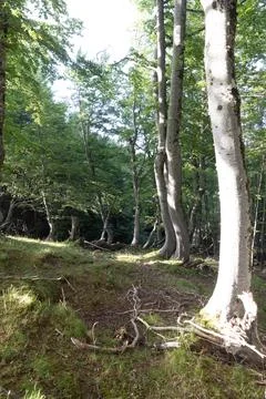 Trees in summer Stock Photos