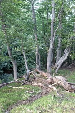Trees in summer Stock Photos