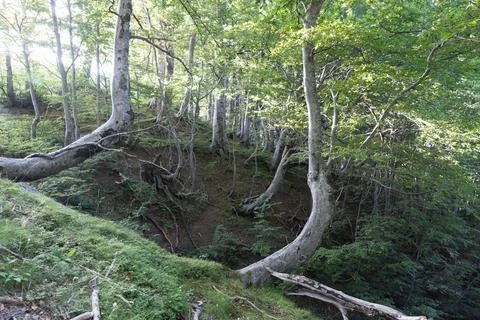 Trees in summer Stock Photos