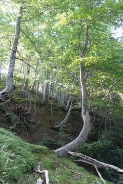 Trees in summer Stock Photos
