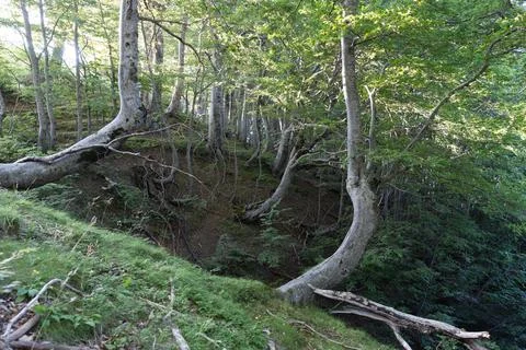 Trees in summer Stock Photos