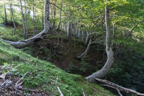 Trees in summer Stock Photos