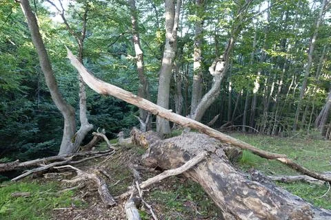 Trees in summer Stock Photos