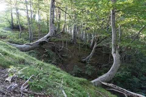 Trees in summer Stock Photos