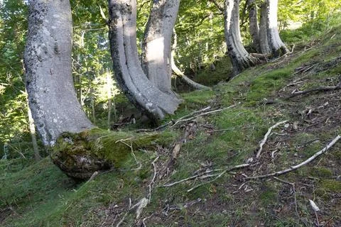 Trees in summer Stock Photos