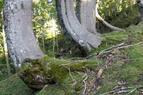 Trees in summer Stock Photos