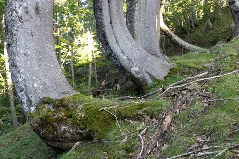 Trees in summer Stock Photos