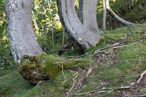 Trees in summer Stock Photos