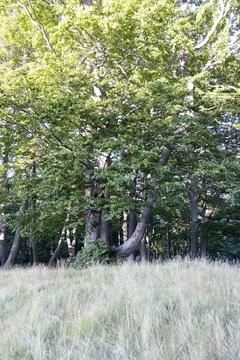 Trees in summer Stock Photos