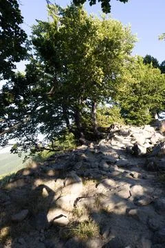 Trees in summer Stock Photos