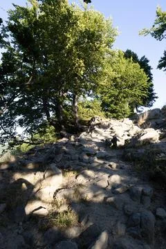 Trees in summer Stock Photos