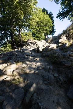 Trees in summer Stock Photos