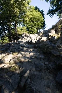 Trees in summer Stock Photos