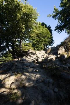 Trees in summer Stock Photos